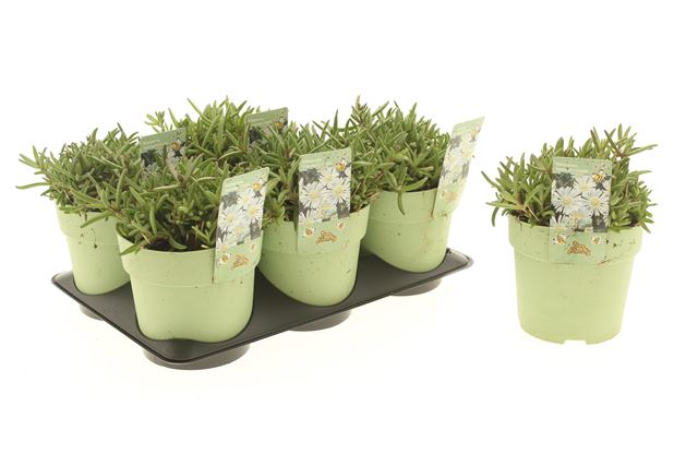 Picture of Delosperma suntropics cream