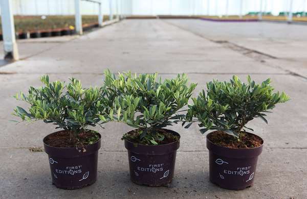 Picture of Distylium cinnamon girl