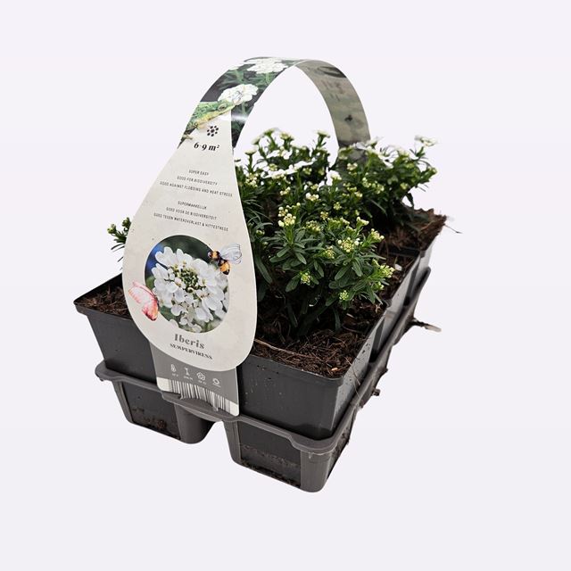 Picture of IBERIS SEMPERVIRENS 06-PACK