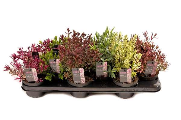 Picture of Hebe magic color mix
