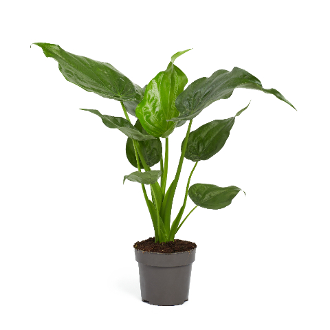 Picture of ALOCASIA CUCULLATA