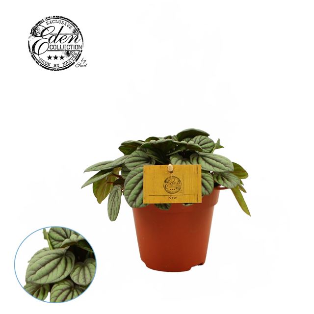 Picture of PEPEROMIA MYSTIQUE