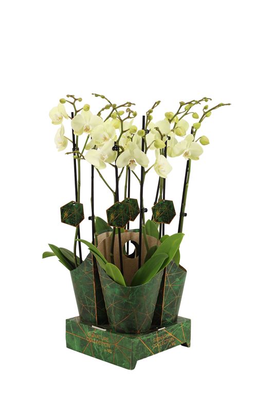Picture of PHALAENOPSIS 02-STEM GREEN MILE + COVER