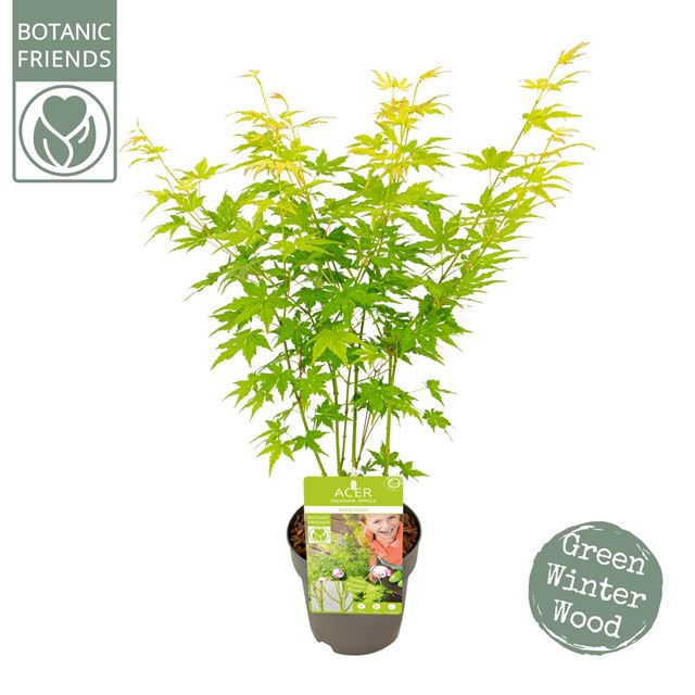 Picture of ACER PALMATUM GOING GREEN