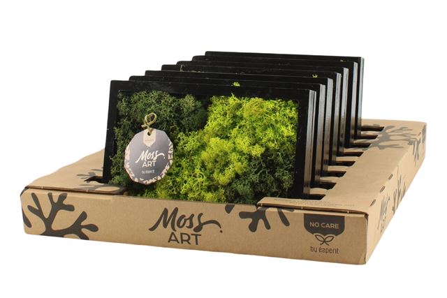 Picture of MOSS ART ARRANGEMENT RECTANGULAR