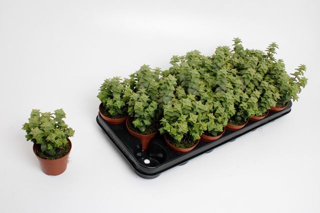 Picture of CRASSULA PERFORATA