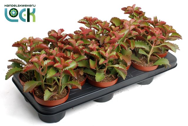 Picture of KALANCHOE PINNATUM