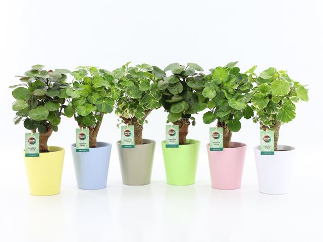 Picture of Polyscias mix in pastel ceramic