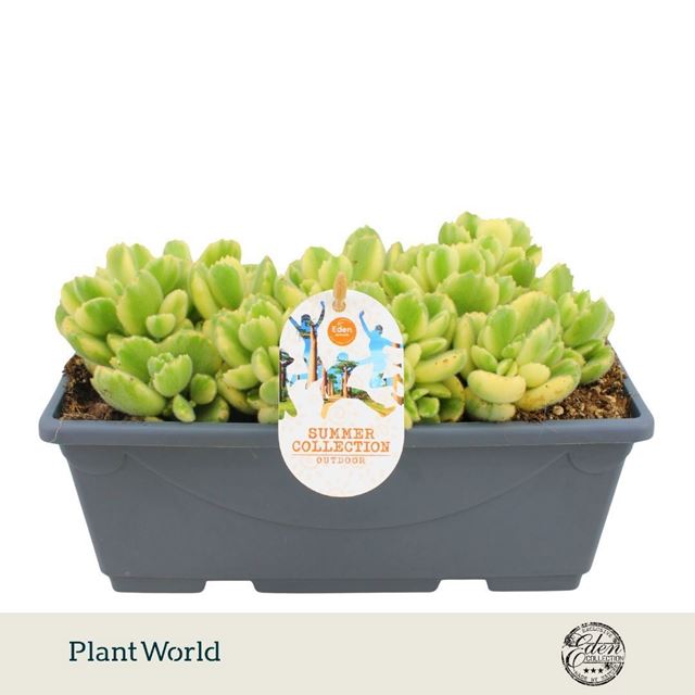 Picture of Cotyledon ladysmithiensis