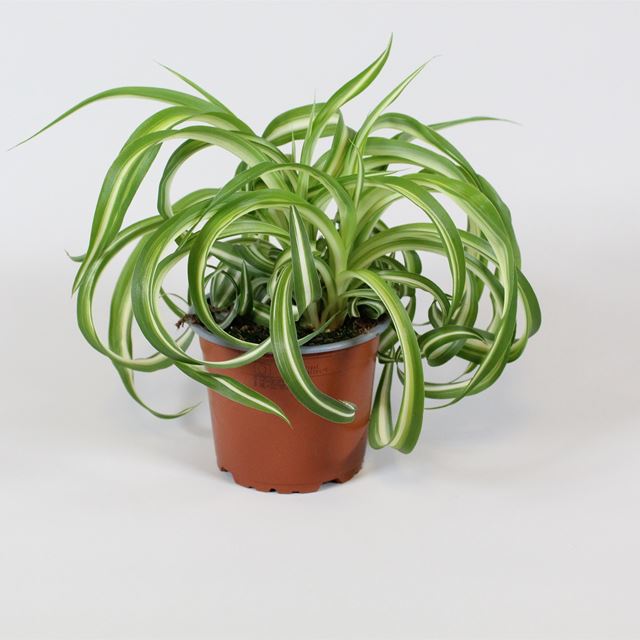 Picture of CHLOROPHYTUM COMOSUM BONNIE