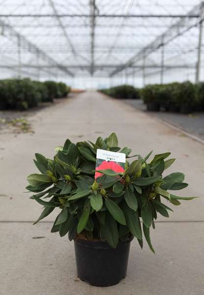 Picture of Rhododendron yakushimanum dopey