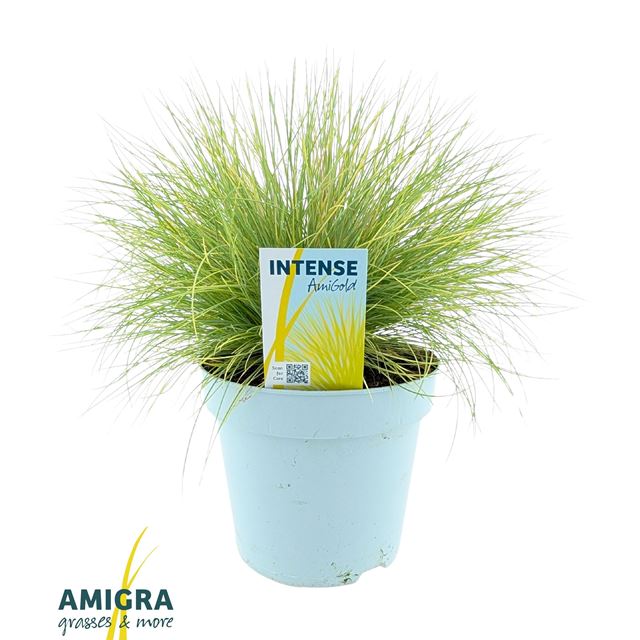 Picture of Festuca glauca amigold