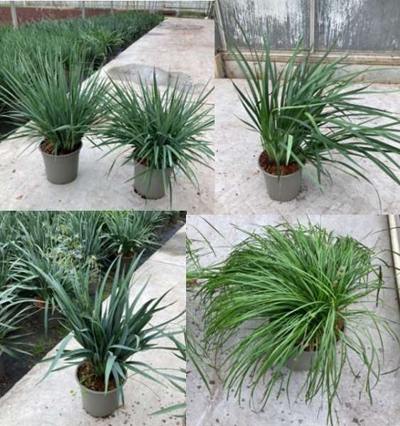 Picture of DIANELLA MIX