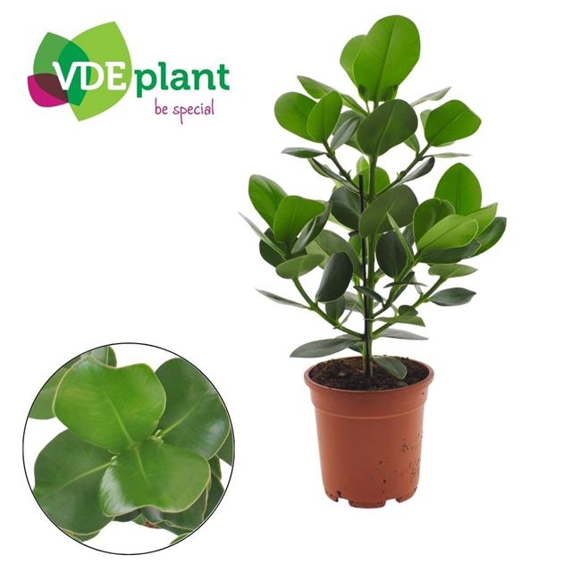 Picture of Clusia princess