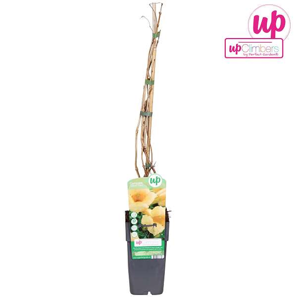 Picture of Campsis radicans flava