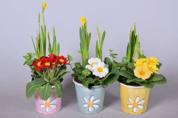 Picture of SPRING ARRANGEMENT IN SPRINTIME SMARTCUP