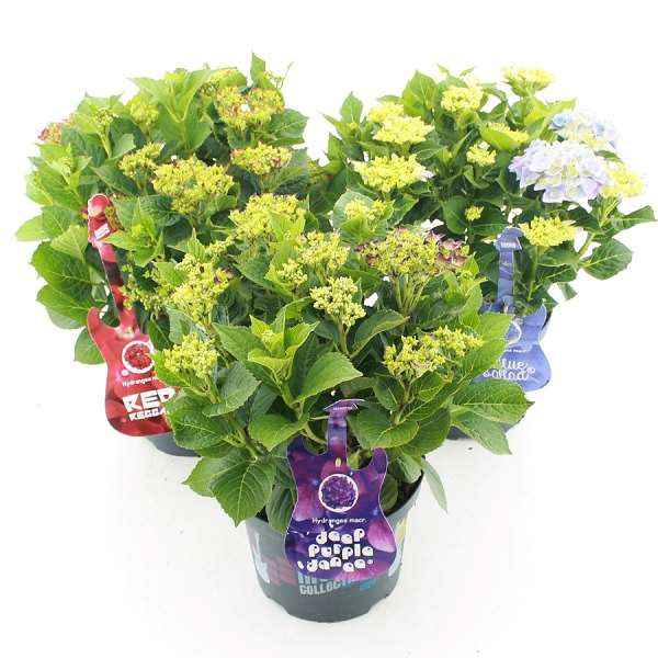 Picture of Hydrangea macr  music collection mix c5 