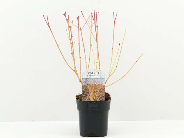 Picture of CORNUS SANGUINEA WINTER BEAUTY