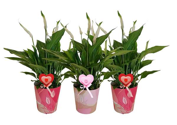 Picture of SPATHIPHYLLUM IN SMARTCUP LOVE