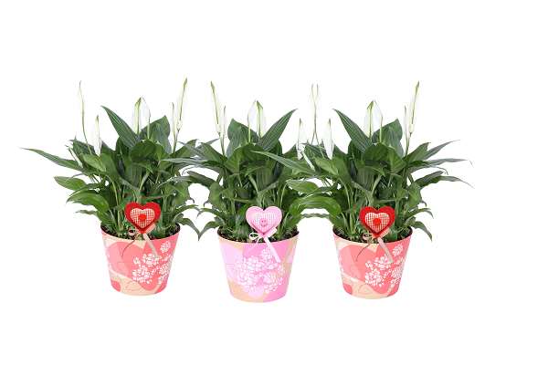 Picture of SPATHIPHYLLUM IN SMARTCUP LOVE MIX