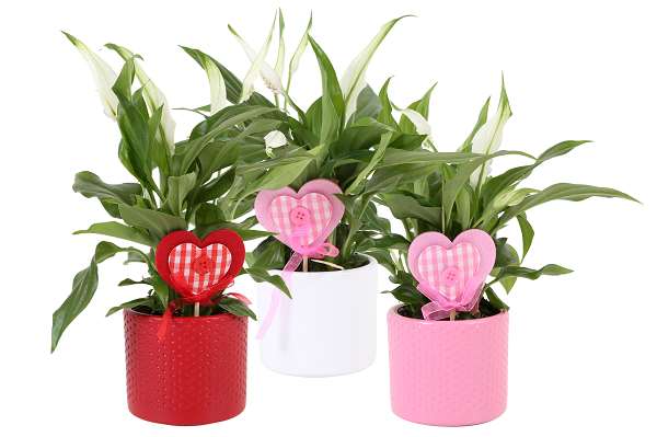 Picture of SPATHIPHYLLUM IN STIPE POT + DECO