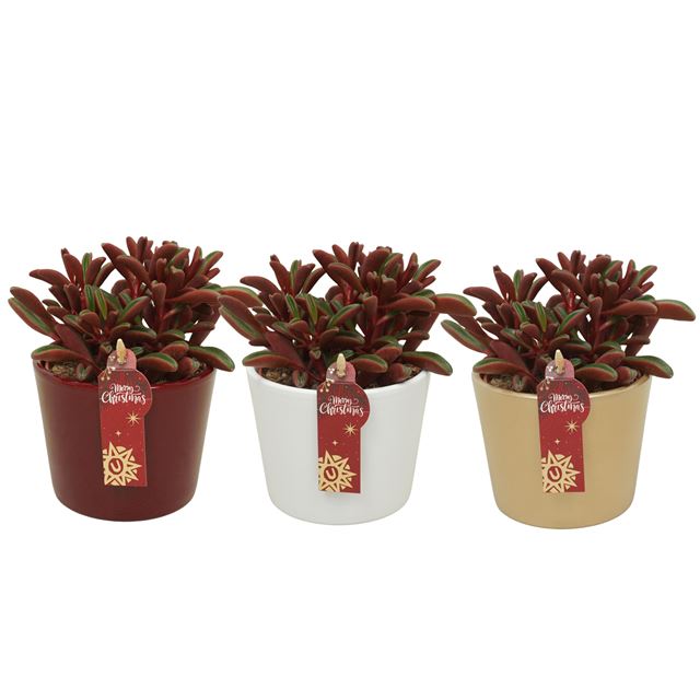 Picture of PEPEROMIA GRAVEOLENS IN XMAS CERAMIC MIX