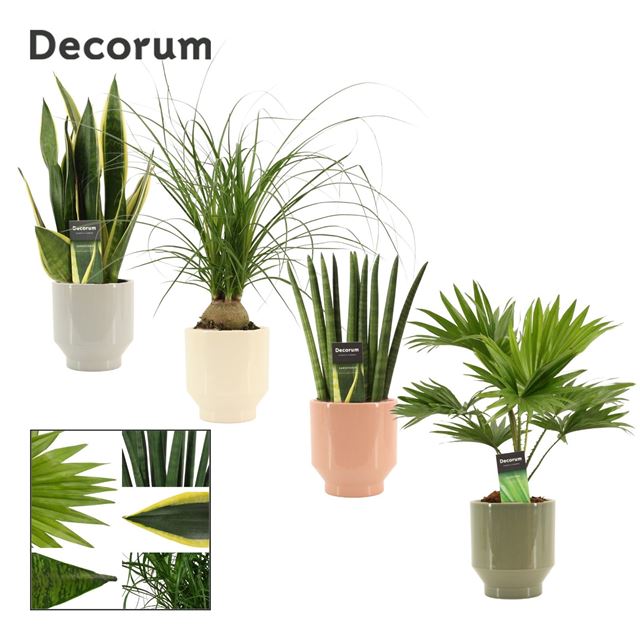 Picture of Houseplant mix in ceramic