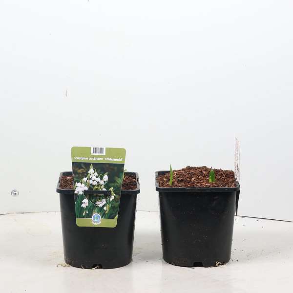 Picture of Leucojum aestivum bridesmaid