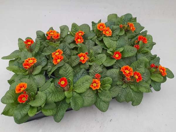Picture of Primula vulgaris sphinx orange red