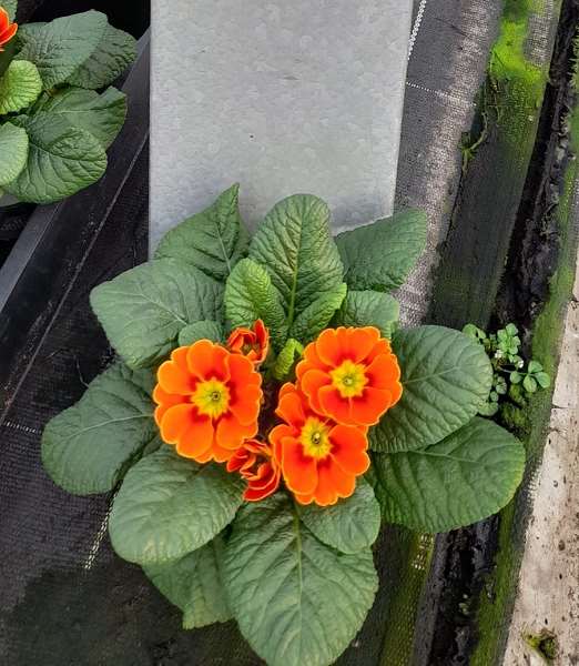 Picture of PRIMULA VULGARIS SPHINX ORANGE RED