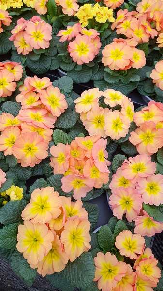 Picture of Primula acaulis chameleon