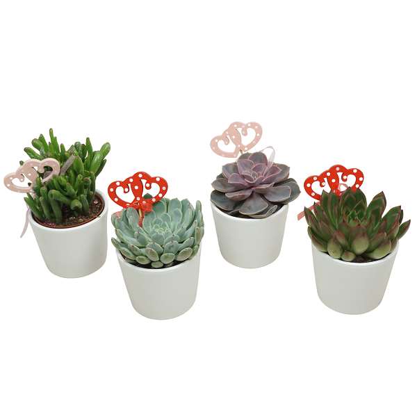 Picture of SUCCULENT MIX IN WHITE LINA CERAMIC + DECO