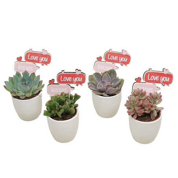 Picture of SUCCULENT MIX IN WHITE CERAMIC + DECO