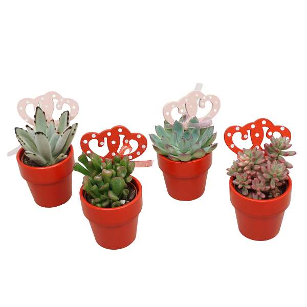 Picture of SUCCULENT MIX IN RED CERAMIC + DECO