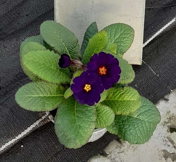 Picture of PRIMULA VERSIS STELLA BLUE