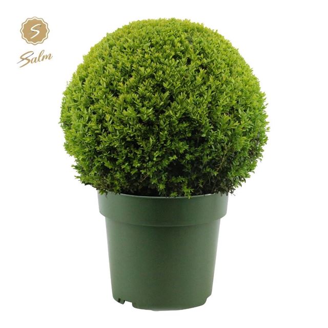 Picture of BUXUS SEMPERVIRENS BALL 050CM