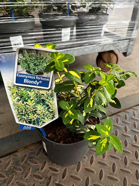 Picture of Euonymus fortunei blondy