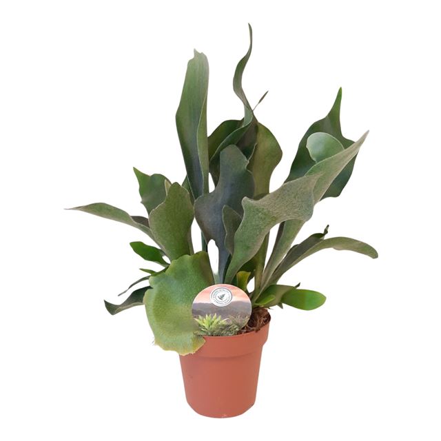 Picture of PLATYCERIUM BIFURCATUM
