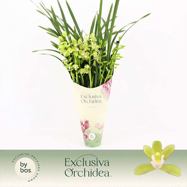 Picture of CYMBIDIUM 05-STEM MINT SOURCE EXCLUSIVA ORCHIDEA 