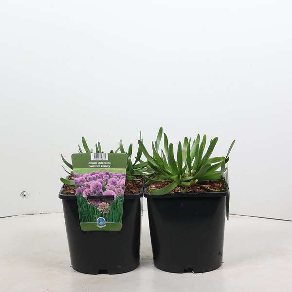 Picture of Allium summer beauty