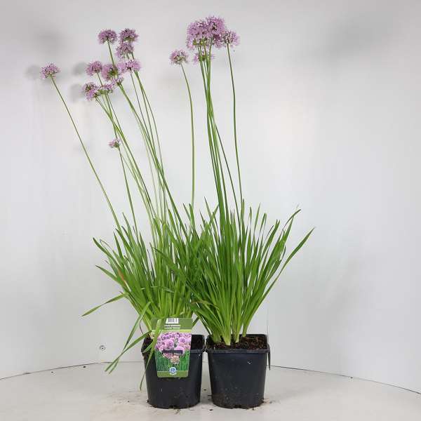 Picture of Allium summer beauty
