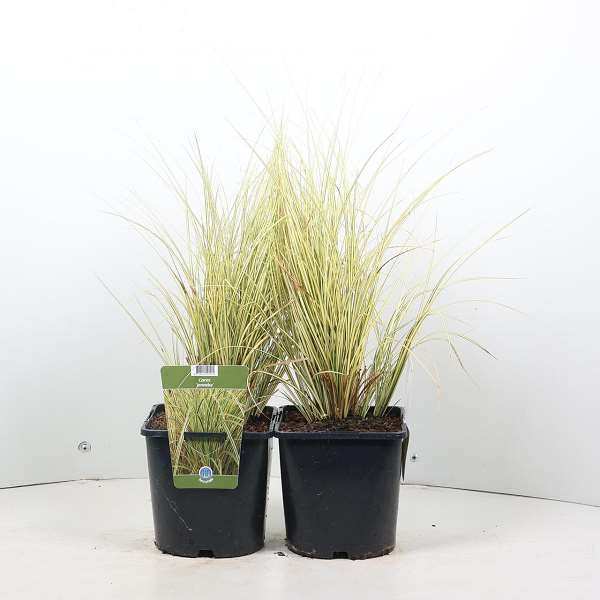 Picture of CAREX BRUNNEA JENNEKE