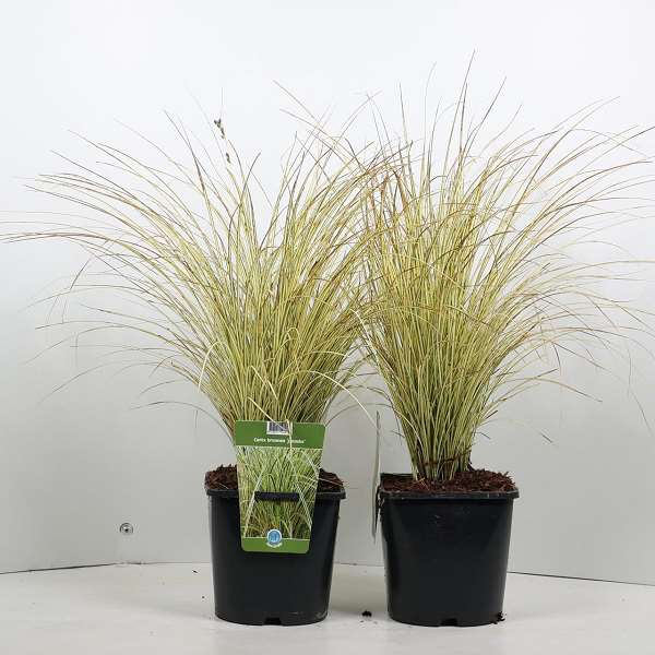 Picture of CAREX BRUNNEA JENNEKE