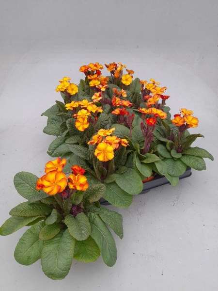 Picture of PRIMULA VERIS GOLDNUGGET APRICOT 