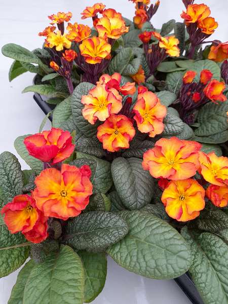 Picture of Primula veris goldnugget apricot