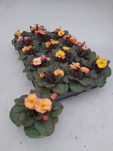 Picture of PRIMULA VULGARIS OBSIDIAN PEACH