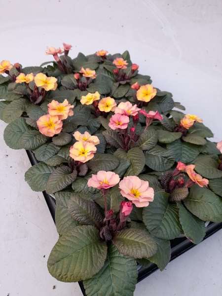 Picture of Primula vulgaris obsidian peach