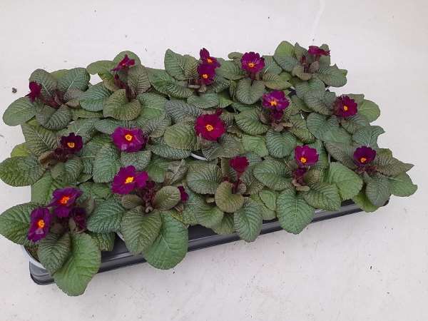 Picture of Primula vulgaris obsidian purple