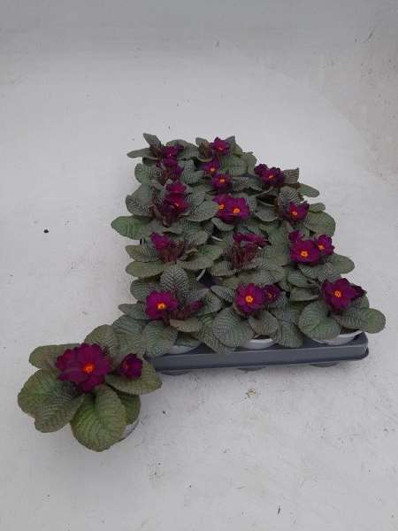 Picture of PRIMULA VULGARIS OBSIDIAN PURPLE