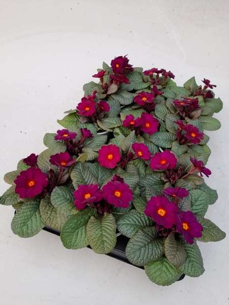 Picture of Primula vulgaris obsidian purple